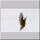 Sitta europaea - Kleiber 09.jpg